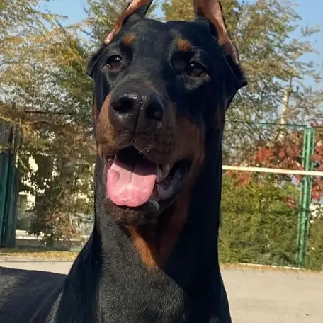 Щенки Добермана, фотография 2