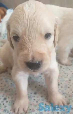 Продаются щенки породы Золотистый Ретривер, фотография 6