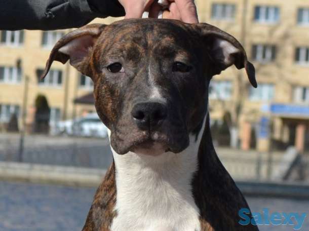 Щенки американского стаффордширского терьера, фотография 7