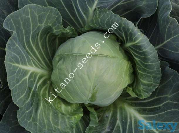 Семена ранней капусты КАНАЯМА F1, KITANO SEEDS, фотография 3