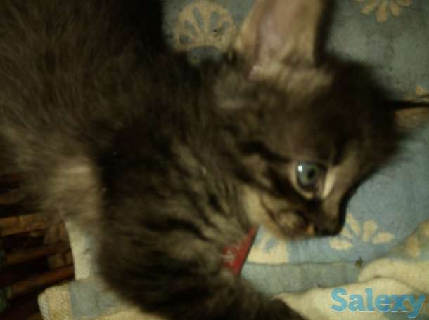 Котят в хорошие руки, фотография 1