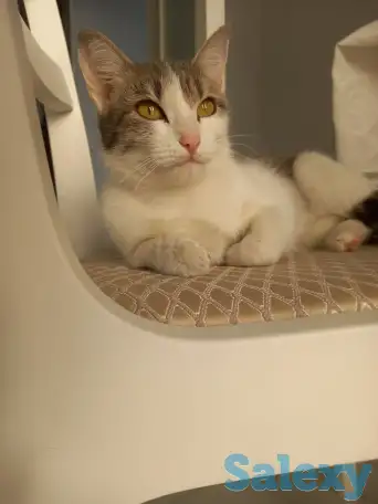 Отдам котенка в добрые руки, фотография 1