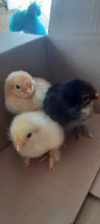 продам цыплят, фотография 1