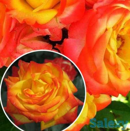 Саженцы роз (чайно - гибридные), среднерослые. Сербия, фотография 2