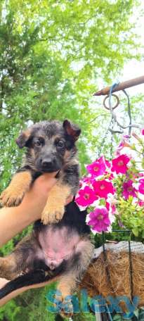 Щенки немецкой овчарки, фотография 1