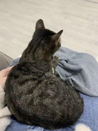 Отдам кошку Дымку Астана, фотография 7