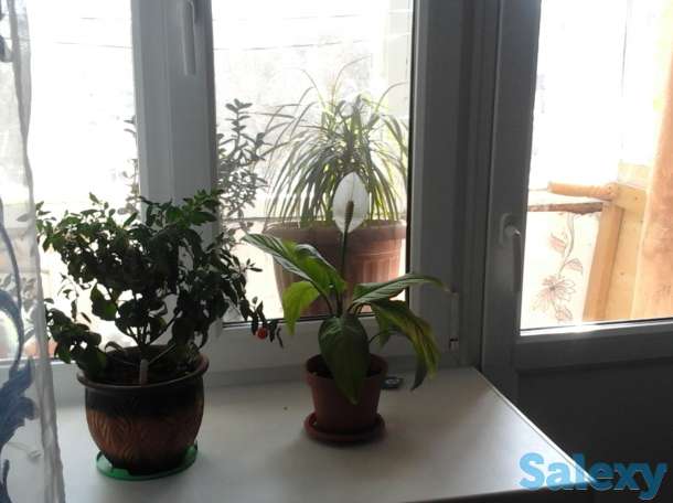 Обменяю квартиру на деньги, Ленина 189, фотография 2