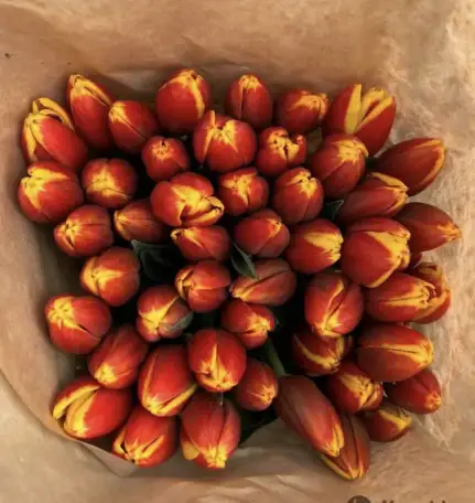 Тюльпаны оптом и в розницу к 8 марта, фотография 3