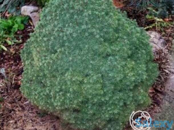 Ель канадская лилипут, фотография 1