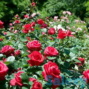 Сульфат Калия в наличии и под заказ, фотография 1