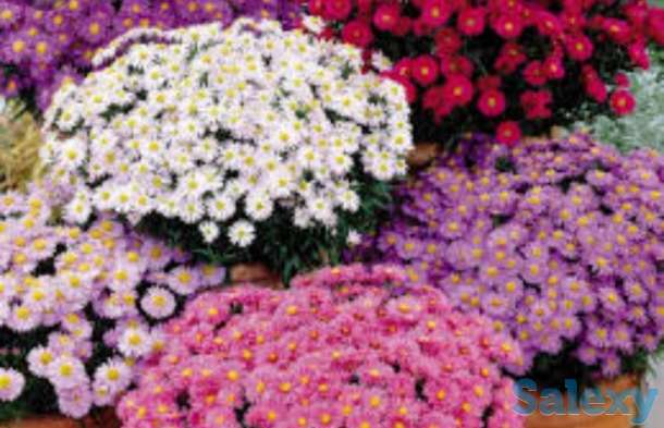 Сентябрины махровые., фотография 1