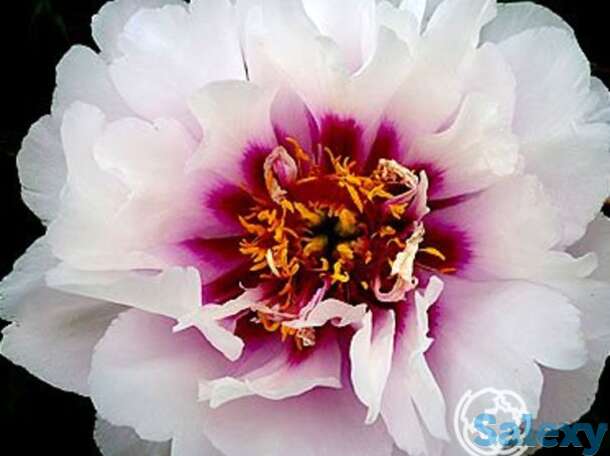 Пион-ито кора луиза, фотография 1