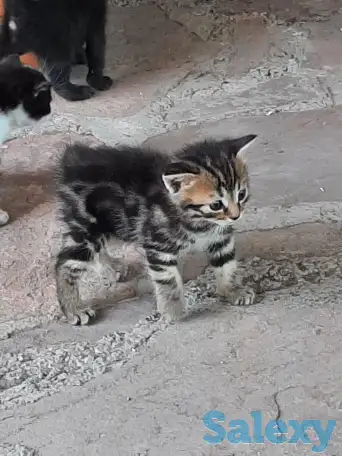 Потерялись хозяева у маленьких котят, фотография 4