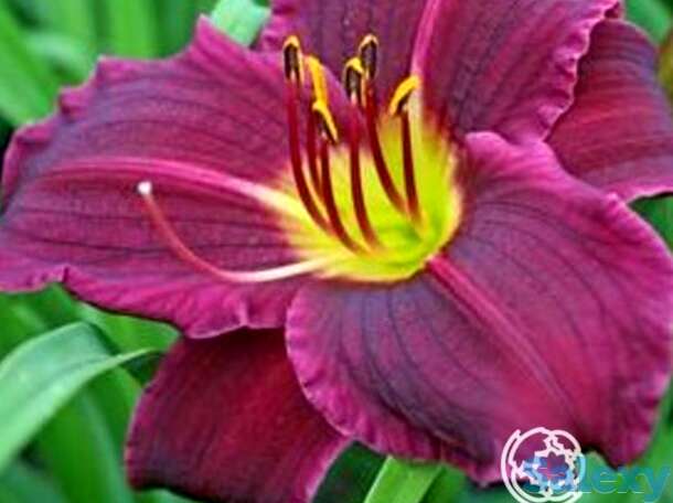 Лилейник Грэйп Велвет, фотография 1