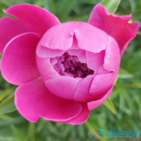 Пионы букеты Пионы с сада, фотография 4