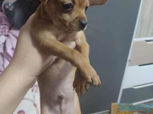 Продам Тойчиков, фотография 8