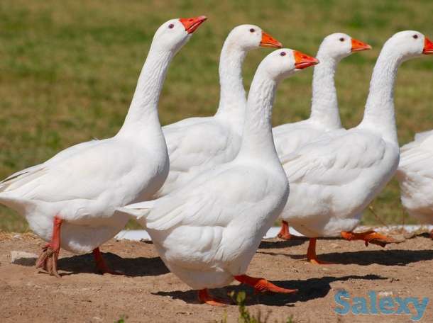 Гуси живые породы Линда, фотография 1