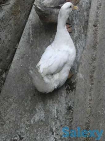 Подаю уток, фотография 1