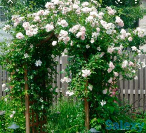 Саженец розы плетистой 