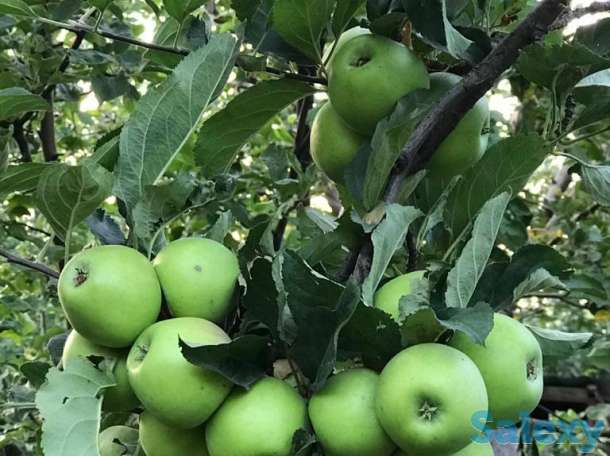 Яблоневый сад 2 га в с.Азат, фотография 2