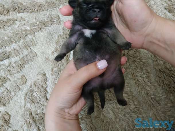 продам щенков породы мопс, фотография 6