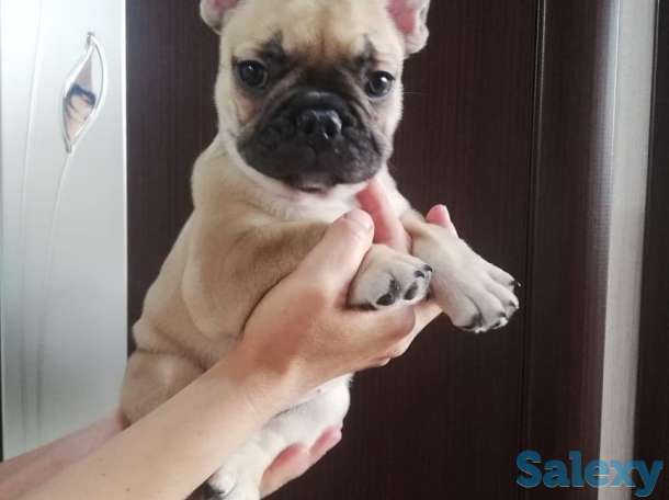 Продам щенков французского бульдога, фотография 3