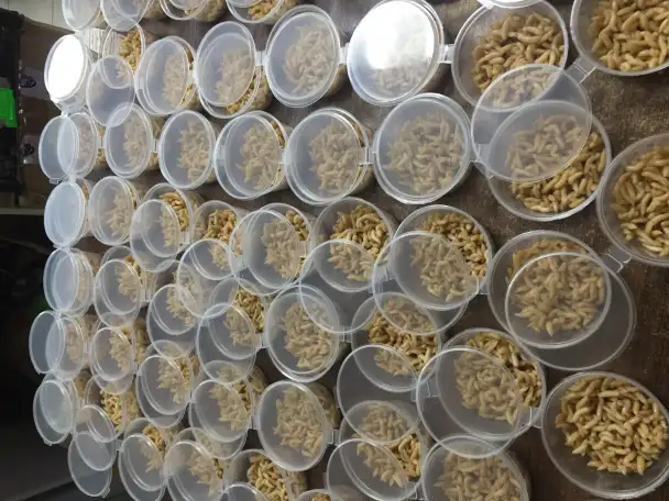 Опарыш опт розница, фотография 3