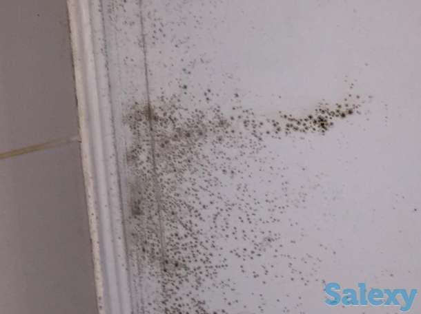 Устранение плесени, грибка и мха, фотография 5