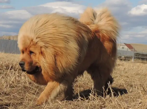 Собачьи царь! Тибетский мастиф! Гордость хозяев!, фотография 1