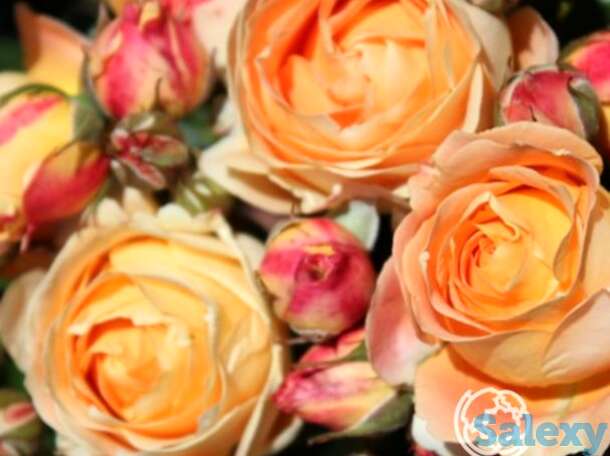 Роза дольче вита, дельбар, фотография 1