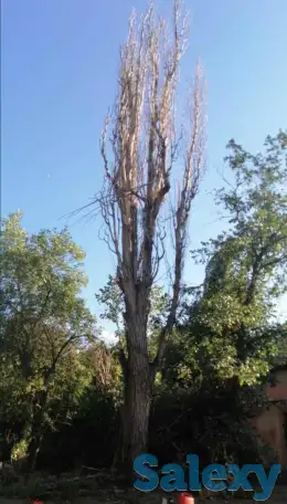 Спил деревьев по городу Алматы и Алматинской области, фотография 9