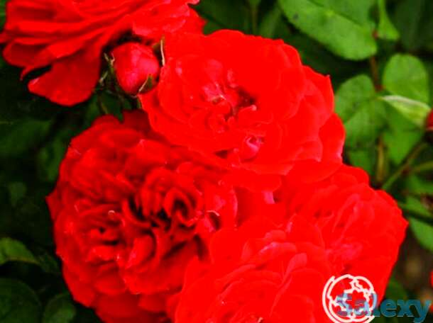 Роза оранж мейландина миниатюрная, топалович, фотография 1