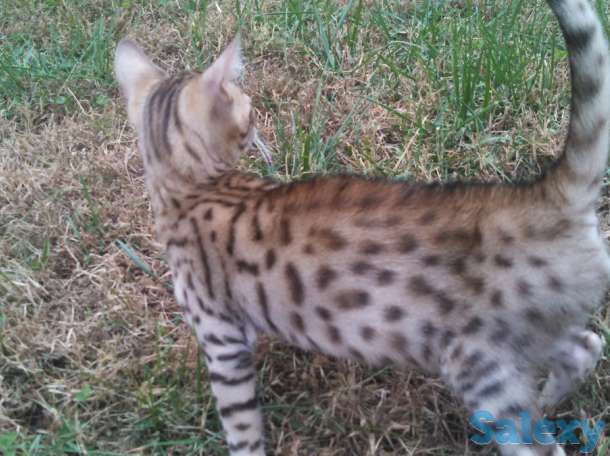 Бенгал для потомства, фотография 1