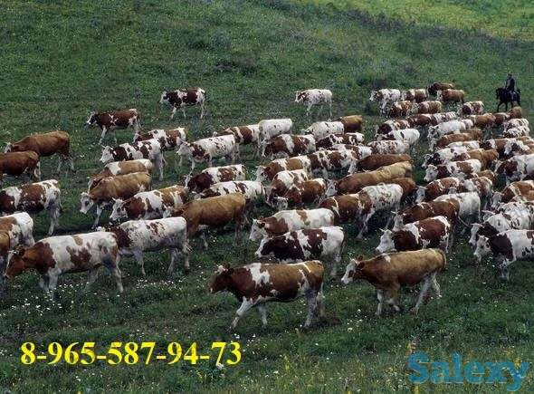 Бычки, тёлки, нетели, коровы, телята крс, фотография 1