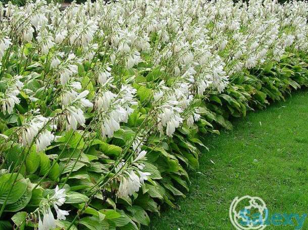 Хоста Роял Стандарт (ML), фотография 1