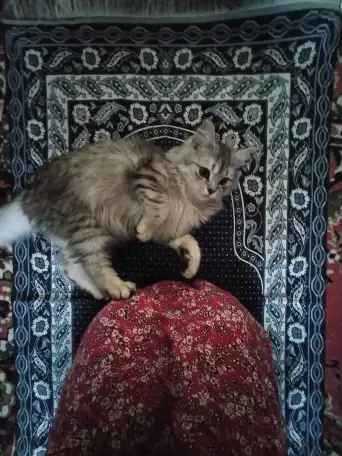 Шотландский прямоухий, фотография 4