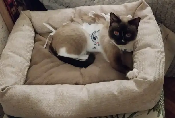 Отдам в добрые руки, фотография 1