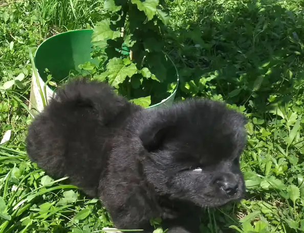 Милые мишки ЧАУ-ЧАУ, фотография 4