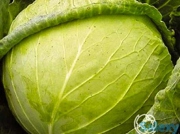 Семена Капуста б/к Слава 1305, фотография 1