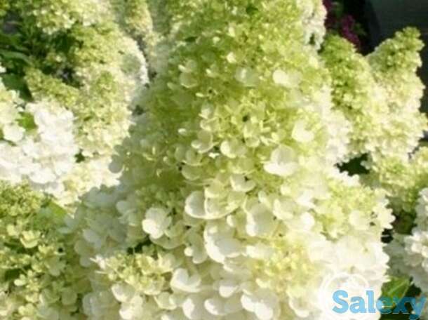 Гортензия канделайт, фотография 1