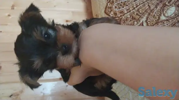 Продам, фотография 4