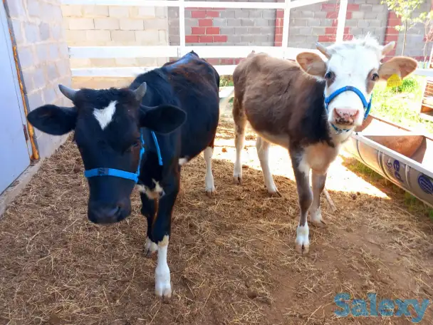корова нестельная, фотография 8