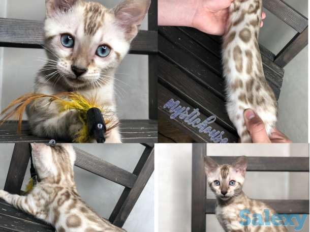 Снежные бенгальские котята в разведение и любимцы, фотография 4
