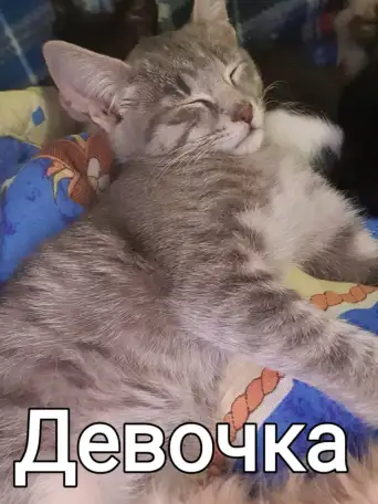 Кошки, фотография 3