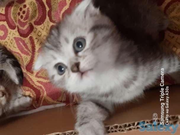 Продам котят мальчиков и девочек., фотография 8