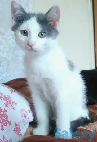 Срочно отдам котят в заботливые руки, фотография 1