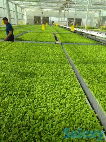 Действующий бизнес в Чундже, фотография 11