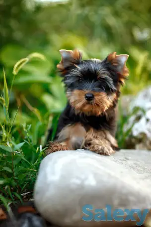Предлагаю к продаже щенков йоркширского терьера, фотография 6