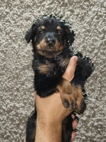 Щенки Босероны, фотография 2