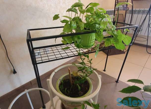 Цветочница садовая, фотография 2